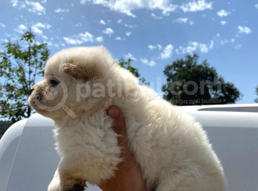 Chow Chow Show Class Puppy görsel